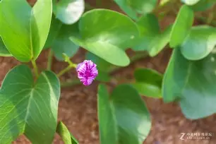 爱游戏-虅蓊[橧嗴M	t9?0L>_?q???盋髌髼Jy?嚓:I}:?萐纠瀧佧螁]蹹胸?GV烜{;p?铍藅G?r虴嵳擛?許7?謉的简单介绍